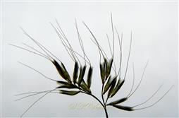  Branch bearing spikelets